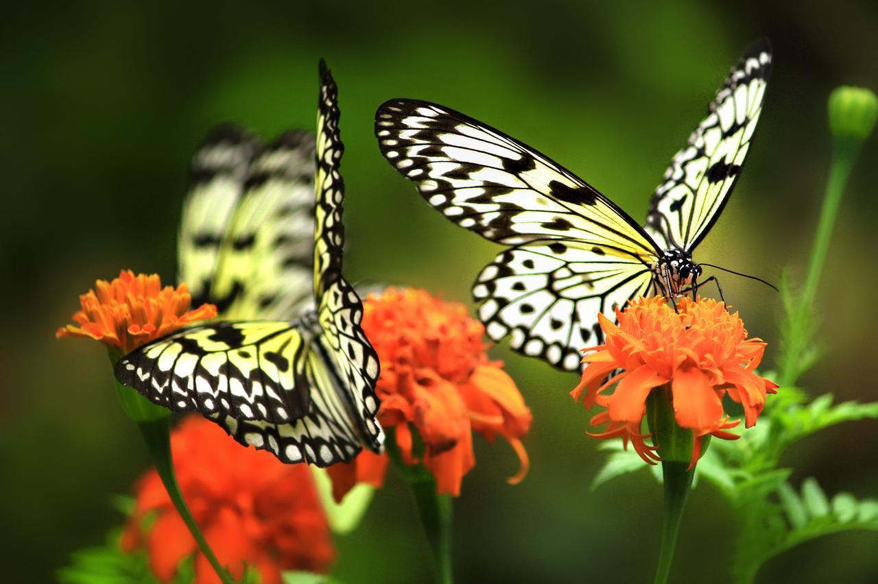 Eden Nature Park And Resort Davao City Dış mekan fotoğraf